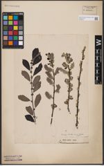 Foto von Salix aurita L.
